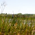 BWA NW OkavangoDelta 2016DEC02 Mokoro 019 : 2016, 2016 - African Adventures, Africa, Botswana, Date, December, Mokoro Base Camp, Month, Northwest, Okavango Delta, Places, Southern, Trips, Year
